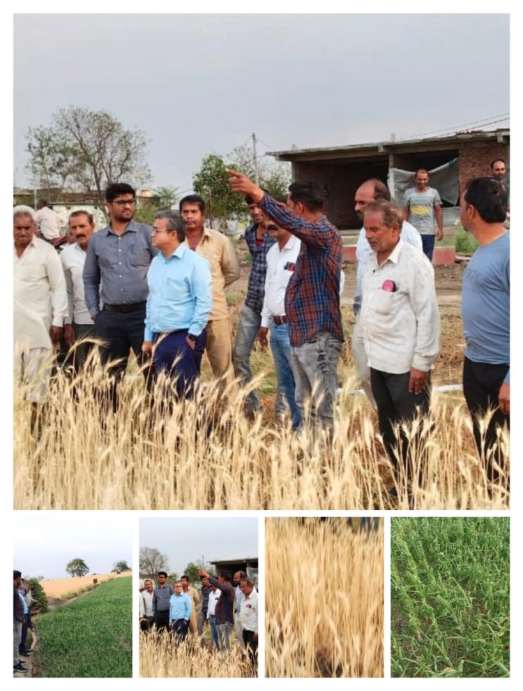 फसल नुकसानी सर्वे के लिए विधायक दिलीप मकवाना के निर्देश पर प्रशासनिक अमला पहुंचा खेतों में