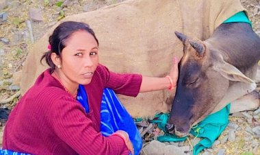 एक सेवा ऐसी भी - म प्र युवा शिवसेना गोरक्षा न्यास महिला मोर्चा द्वारा घायल गौ माता का इलाज कर स्वास्थ किया