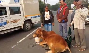 गौ माता को मारी  टक्कर,अज्ञात वाहन ने,आरोपी चालक फरार