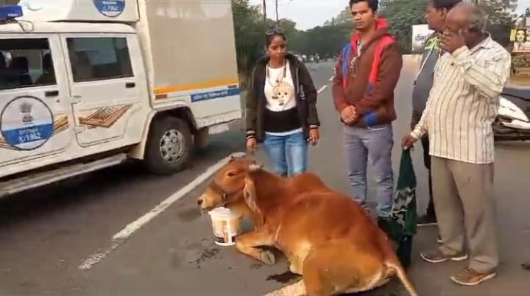 गौ माता को मारी टक्कर,अज्ञात वाहन ने,आरोपी चालक फरार