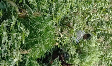 अवैध मादक पदार्थ गांजा की खेती का किया खुलासा....?