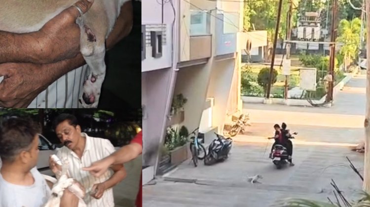 रतलाम में रूह कंपा देने वाली पशु क्रूरता: चलती स्कूटी से पिल्ले को घसीटा, दो महिलाओं पर FIR